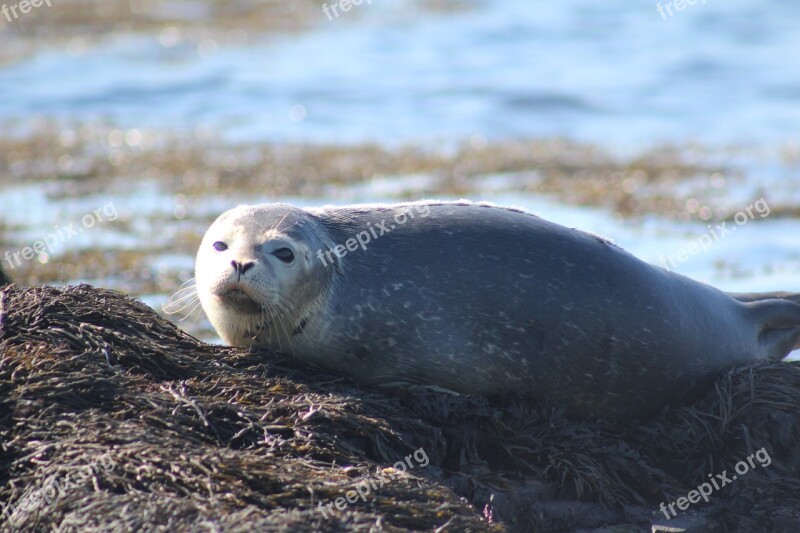 Seal Harbor Maritimes Ocean Wildlife