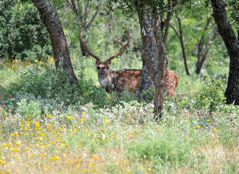 Wild Animal Deer Wild Animals Nature