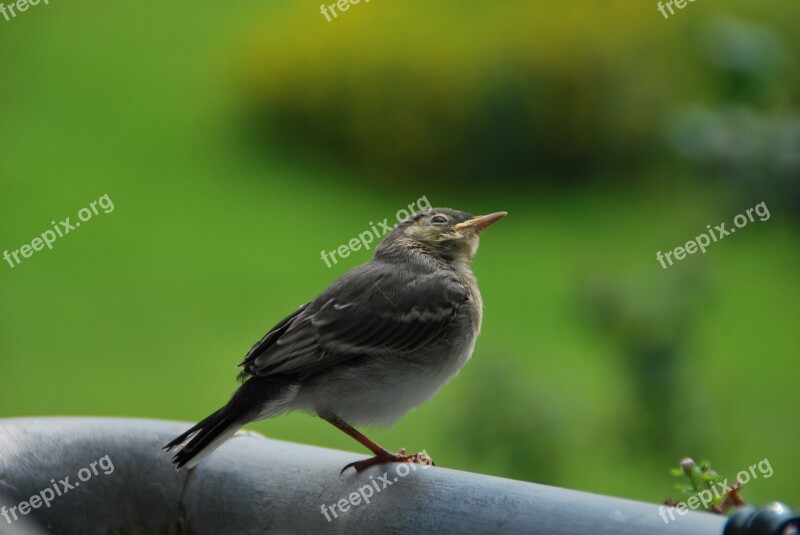 Young Bird White Wagtail Precocial Nature Bird