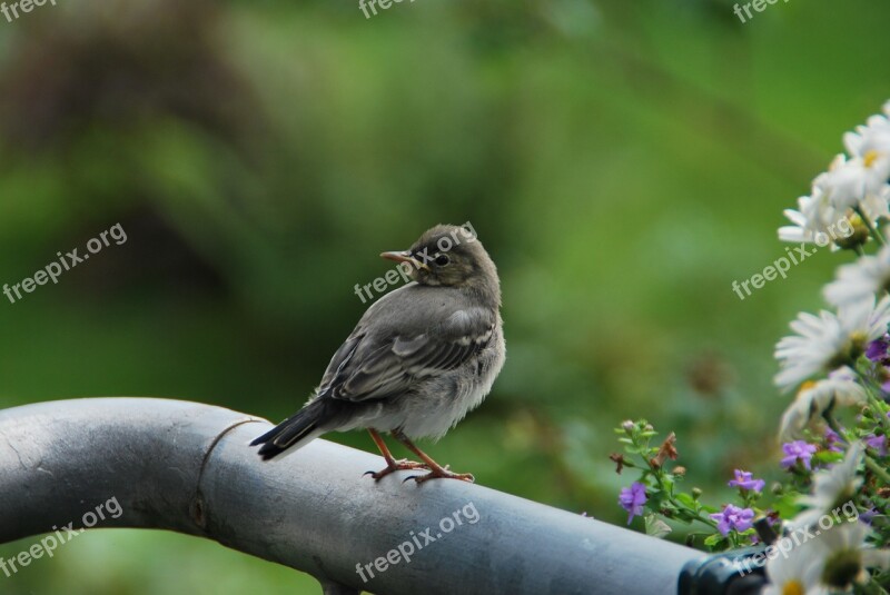 Young Bird White Wagtail Precocial Nature Bird