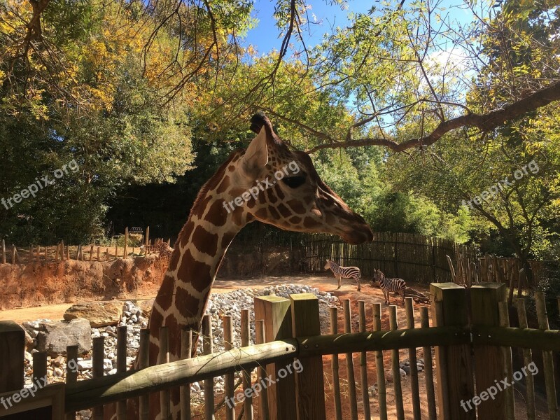 Giraffe Zoo Animal Free Photos