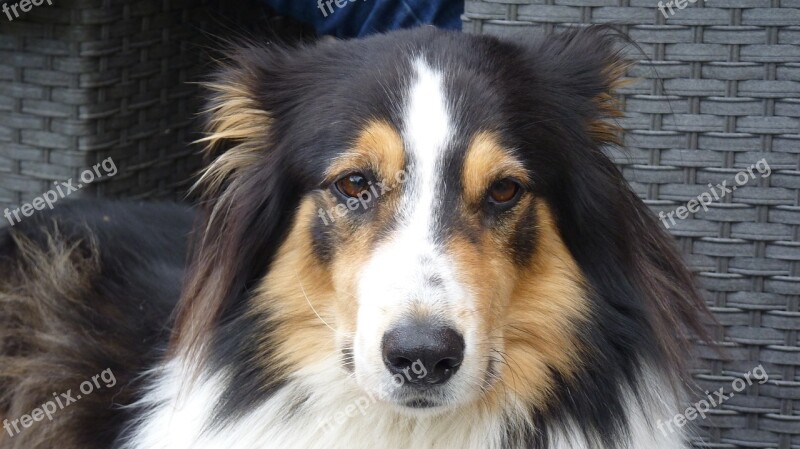 Animal Dog Collie Tricolor Pet