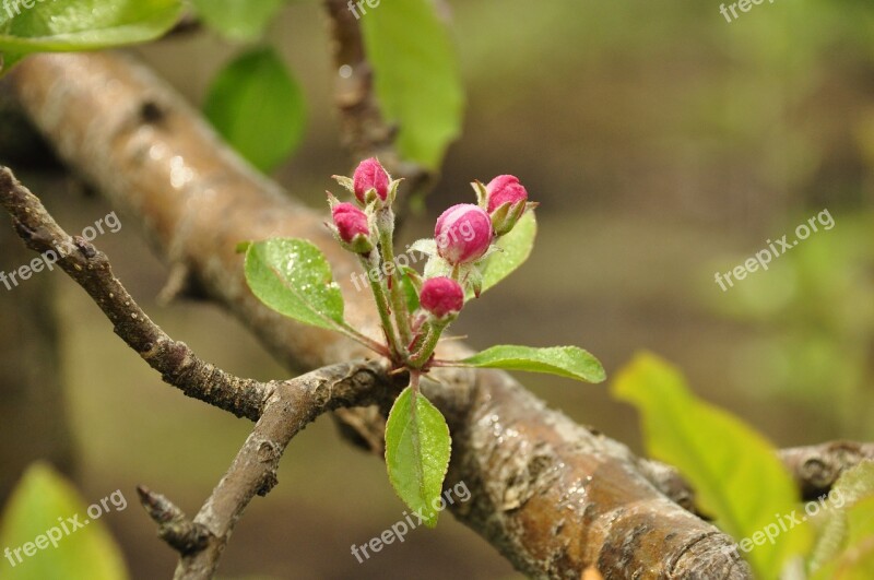 Apple Flower Fruit Flowers Mace