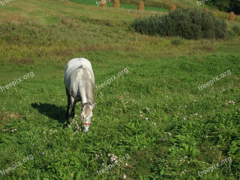 White Horse Horse Stallion Equine Free Photos