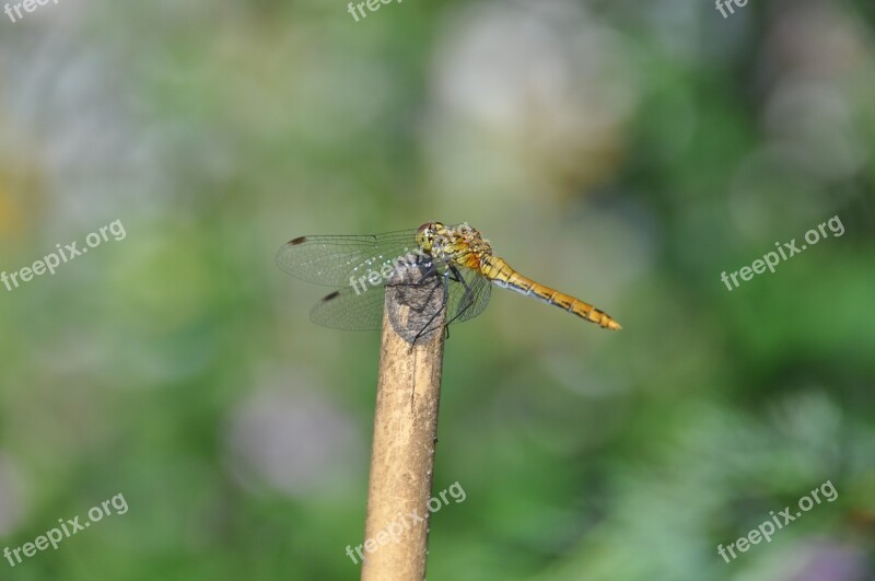 Dragonfly Red Dragonfly Insect Free Photos