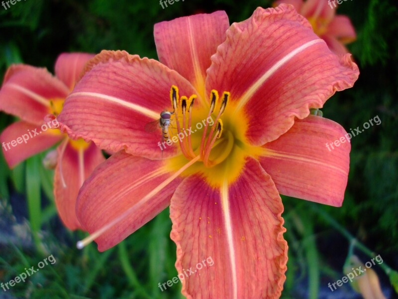 Lily Daylily Bloom Blossom Flower