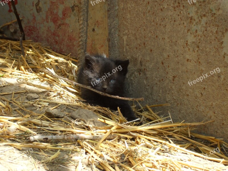 Black Kitten Kitten Kitty Cat Feline