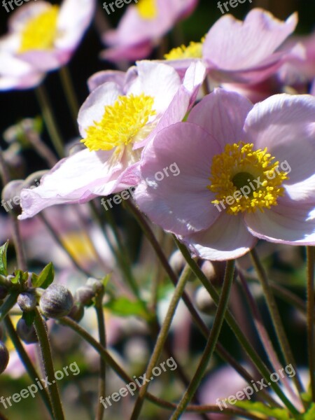 Fall Anemone Flower Bloom Nature Garden