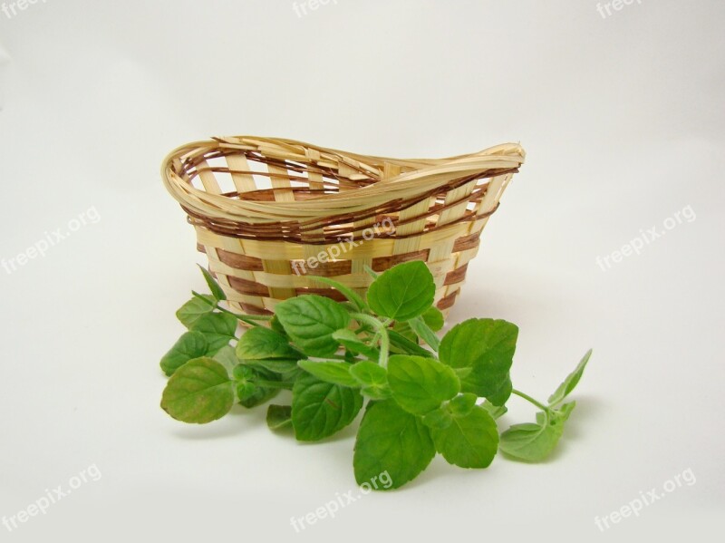 Basket Green Nature Summer Leaves