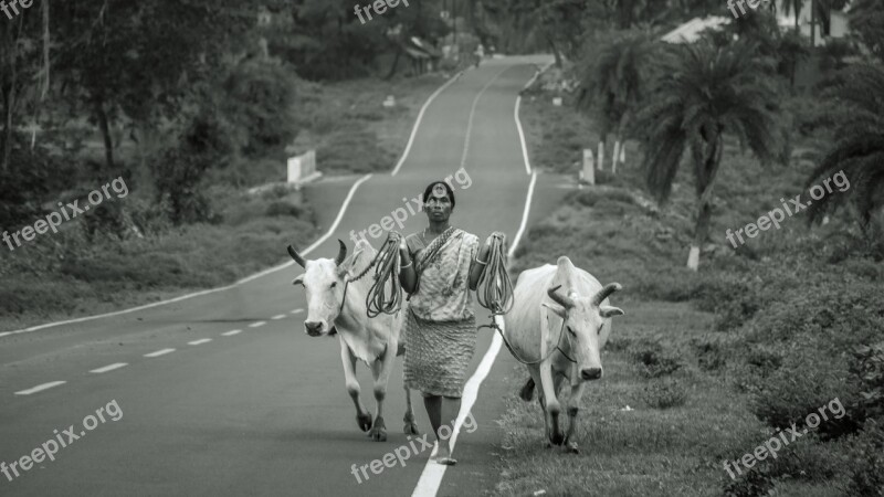 Cow Black White Old Village