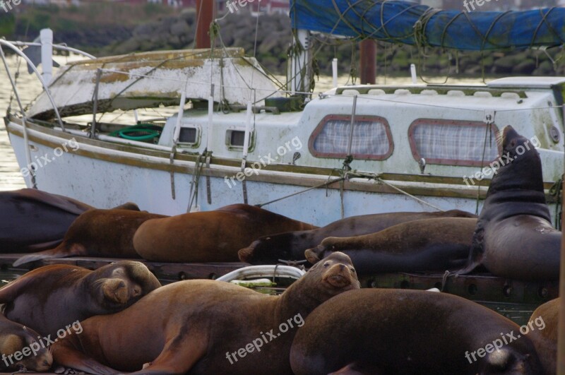 Sea ​​lion Dock Animal Nature Wildlife