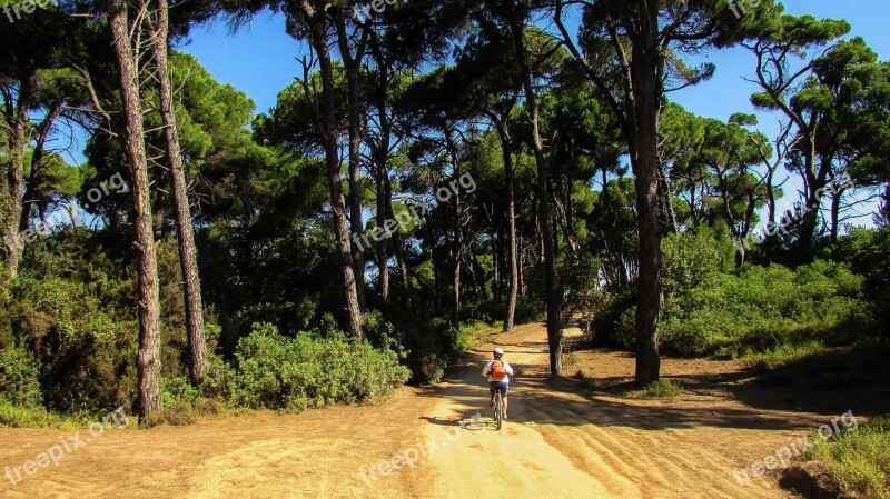 Greece Skiathos Mandraki Forest Nature