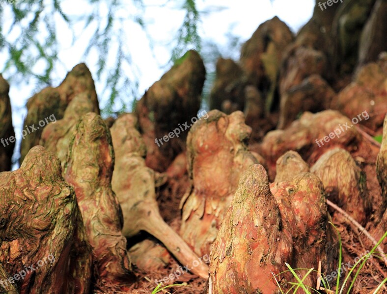 Tree Roots Pneumatophore Respiratory Roots Swamp Tree Roots Root System