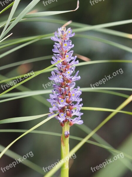 Water Flower Water Flower Plant Violet