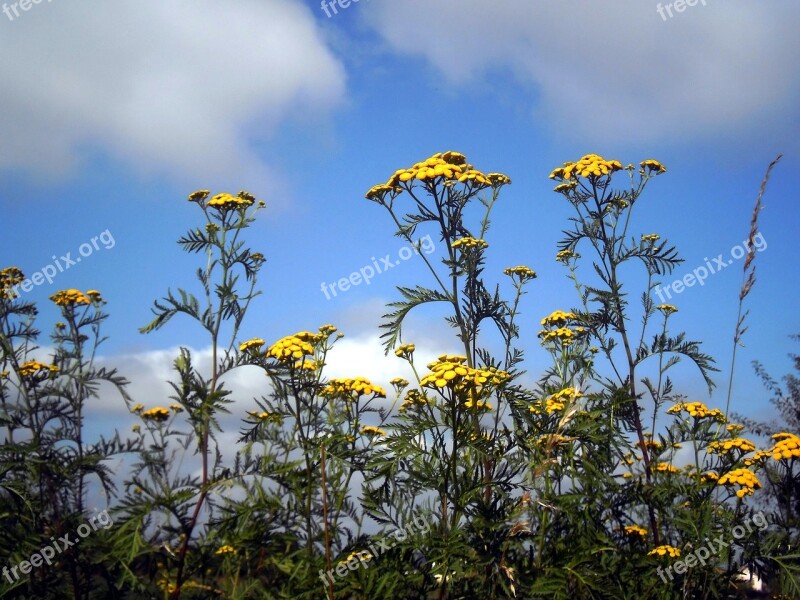 Flowers Yellow Sky Clouds Nature