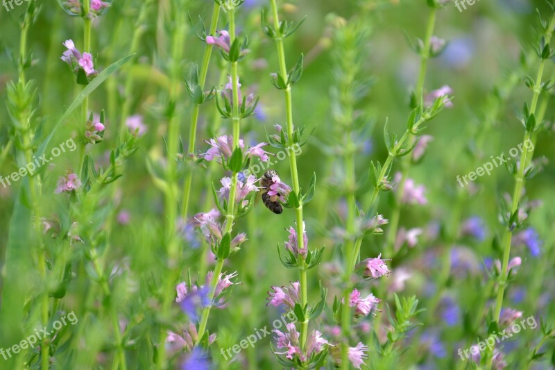 Hyssop Plant Spice Bee Collect Nectar