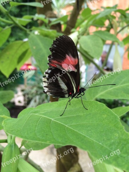 Butterfly Red Black Nature Bicolor