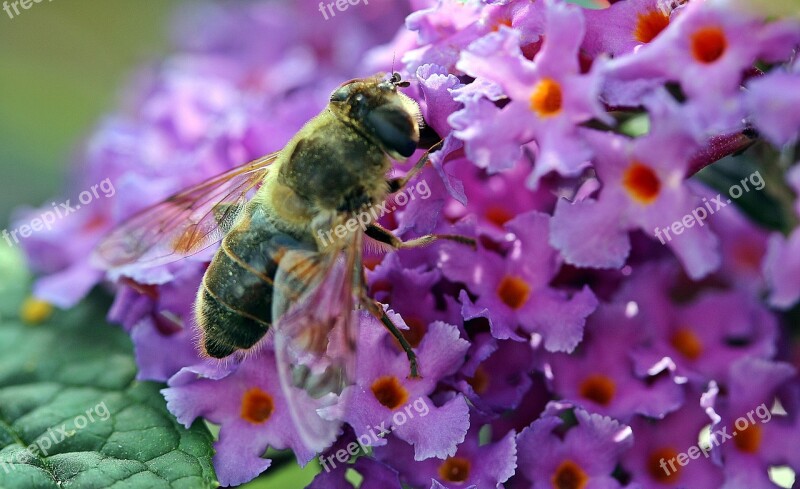 Hoverfly Dung Fly Nectar Search Collect Nectar Suck