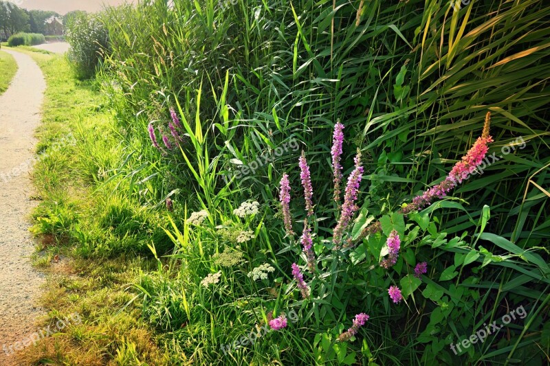 Rushes River Bank Flowers Shore Foliage