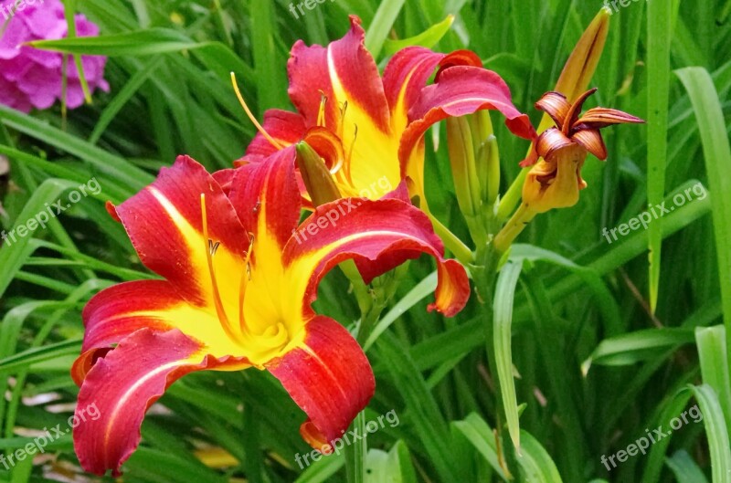 Hemerocallis Yellow Flower Red Lily Flower