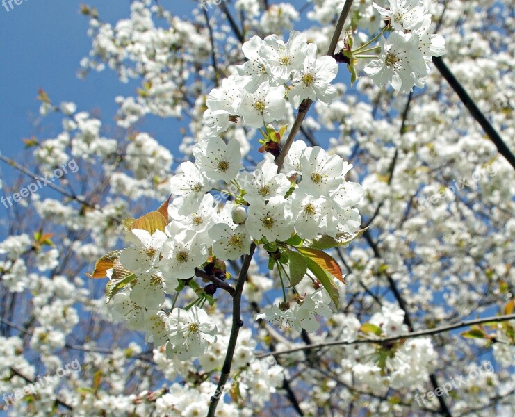 Cherry Flowers White Spring Blue Sky