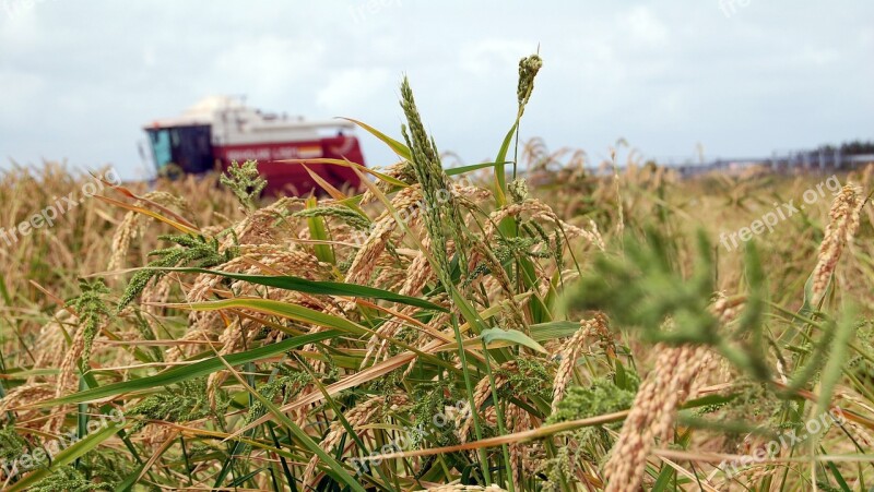 Pego-oliva Marsh Rice Mowing Machinery Fen