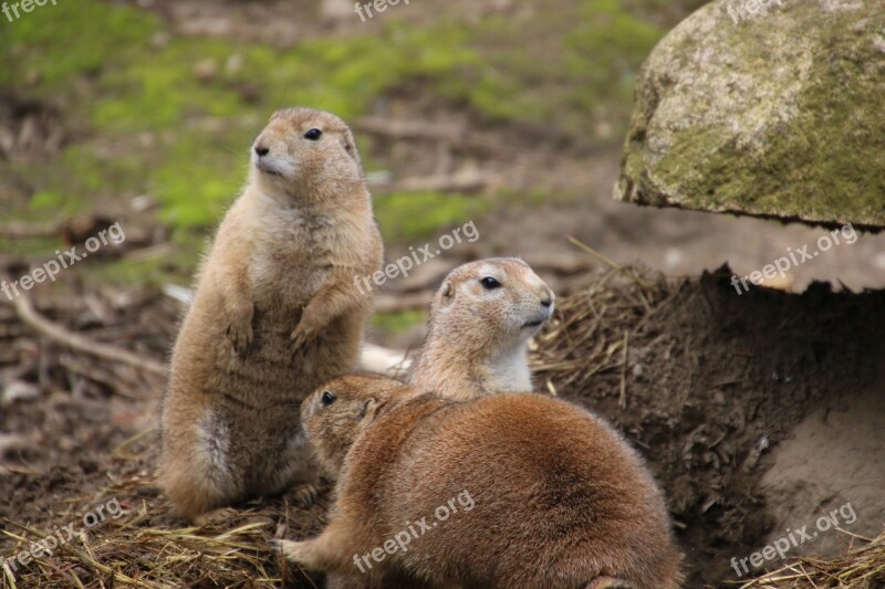 Meerkat Zoo Making Males Animal Nature