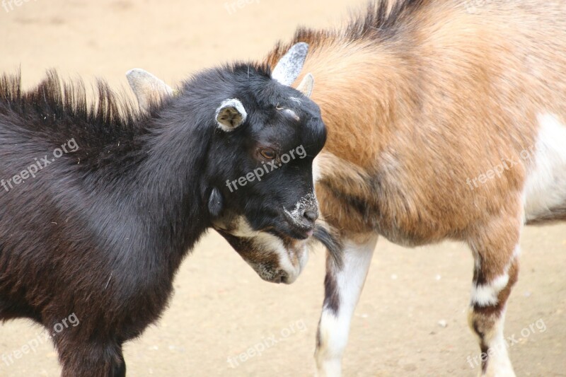 Goat Bock Billy Goat Zoo Horns