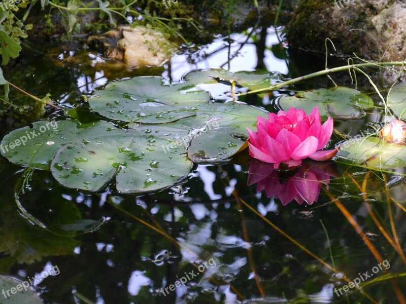 Water Lily Mirroring Pond Garden Pond Rose