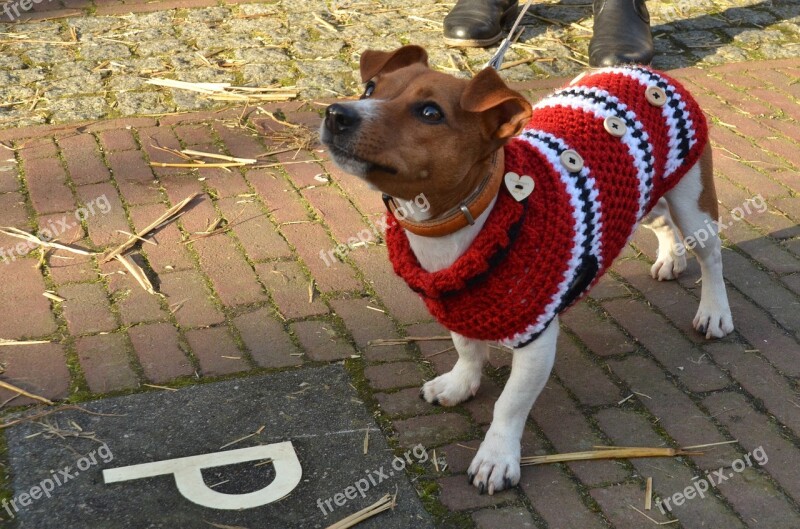 Dog Jack Russell Pet Sweater Jacket