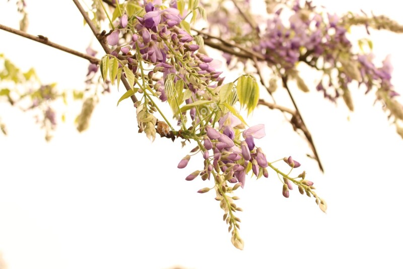 Wisteria Flower Spring Free Photos