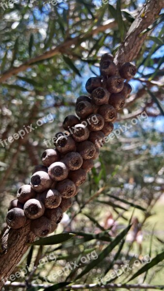 Nature Native Tree Summer Nuts