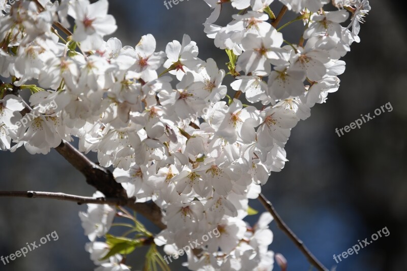 Flowers Tree Spring Nature Blossom