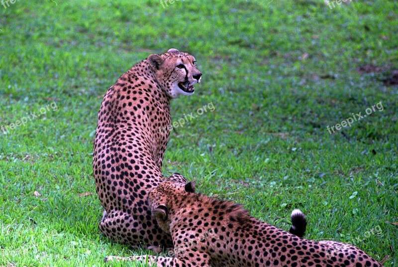 Africa Animal Big Branch Carnivore