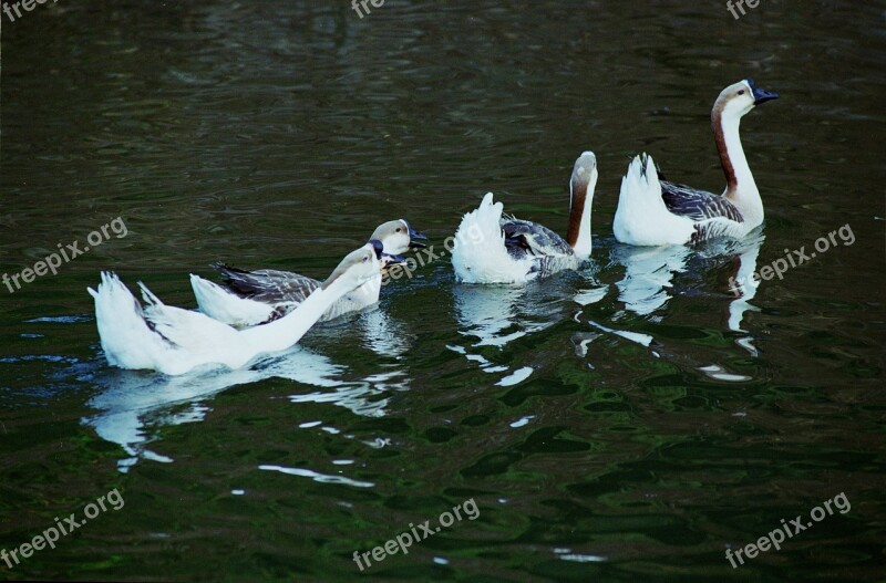 Animal Background Beak Beautiful Beauty