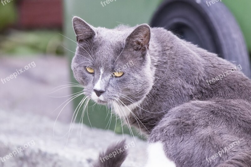 Cat Sitting Looking Face Portrait