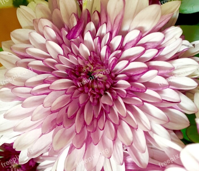 Chrysanthemum Macro Bloom Blossom Floral