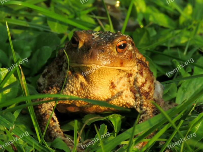 Toad Anuran Amphibian Common Toad Bufo Terrestris