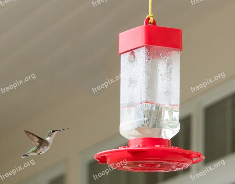 Hummingbird Flying Feeder Nature Colorful