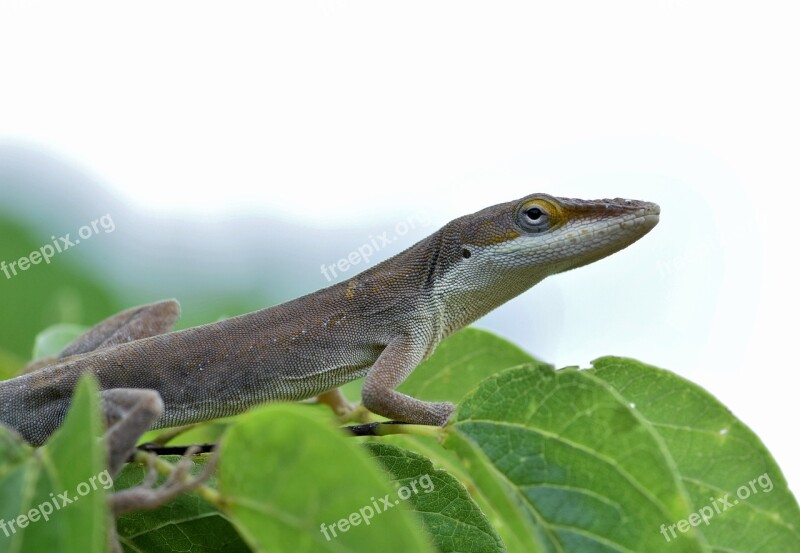 Anole Brown Anole Lizard Brown Lizard Reptile