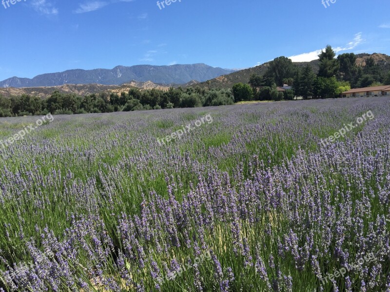 Lavender Fields California Mountains Free Photos