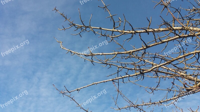 Blue Sky Branch Clouds Nature Sky