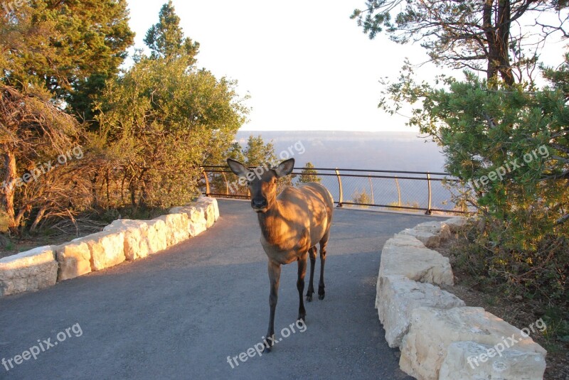 Mule Deer National Park Nature Animals Grand Canyon