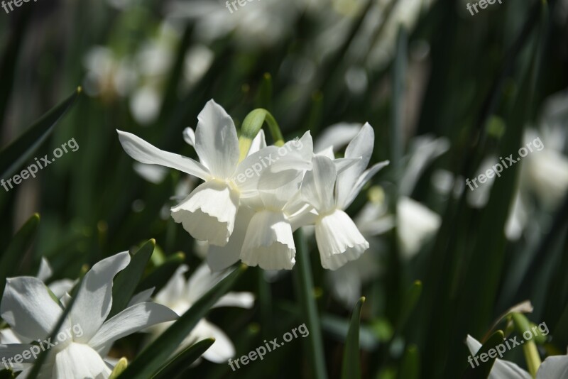 Narcissus White Flower Daffodil Nature