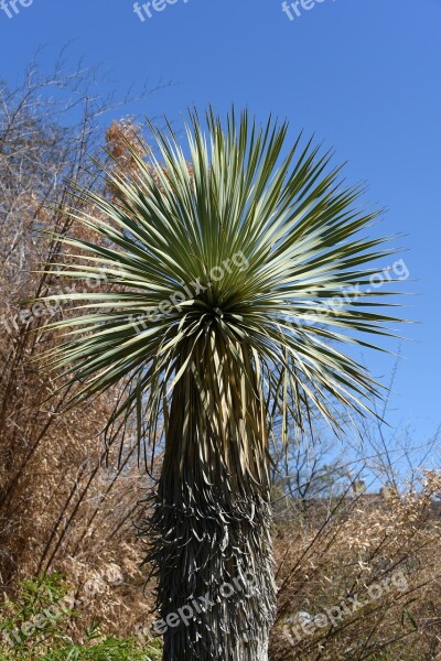 Palm Tree Palm Tree Frond Free Photos