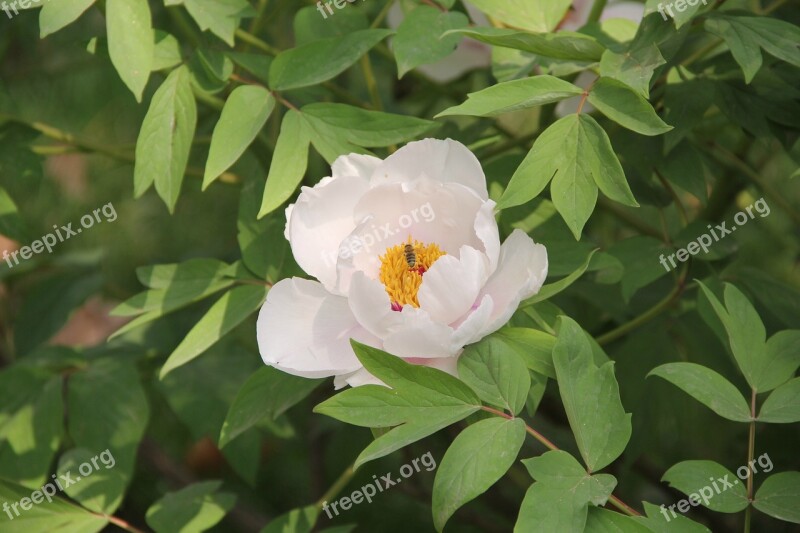 Peony Flowers Flower Bee Insect