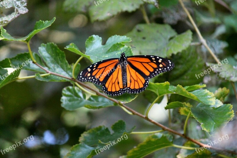 Monarch Butterfly Insect Nature Wildlife