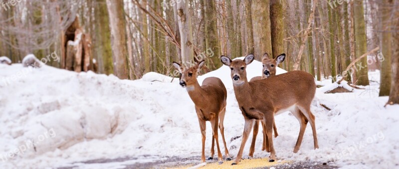 Deer Three Mammal Wildlife Free Photos