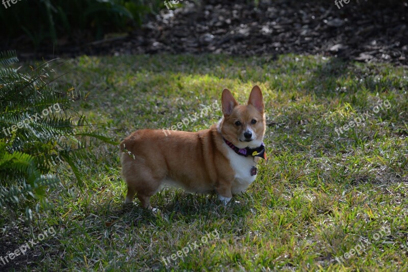 Corgi Dog Outside Pet Cute