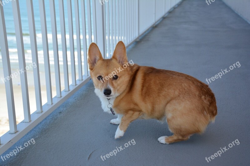 Corgi Dog Animal Pembroke Pet